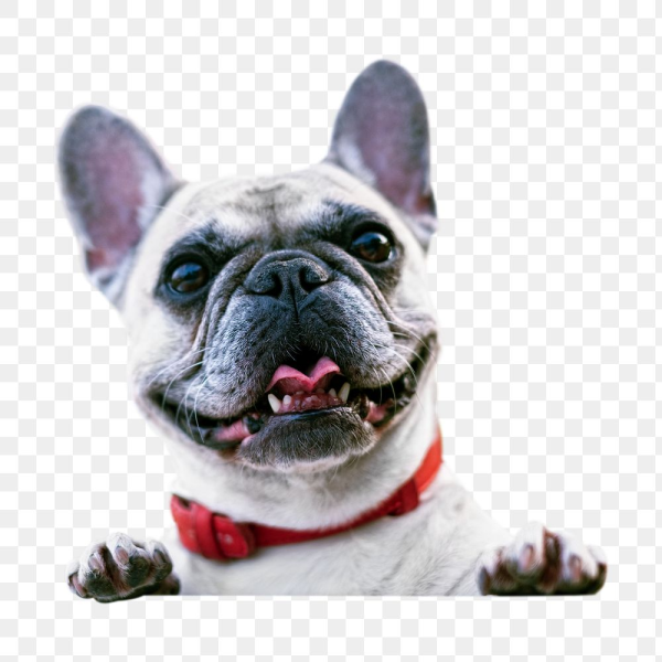 French bulldog