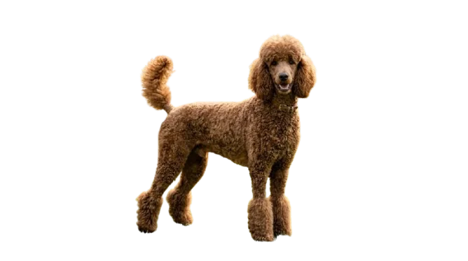 Poodle
