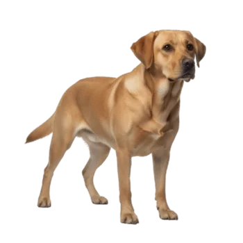 Labrador