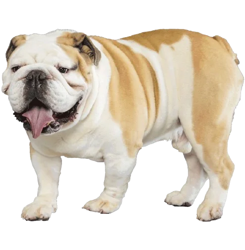 Bulldog