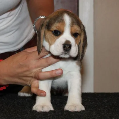 Mini Beagle Puppy for Sale in Lalitpur