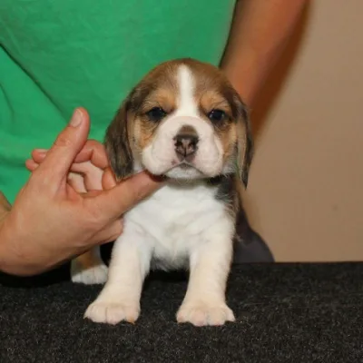Hand-Raised Beagle Pup in Bharatpur