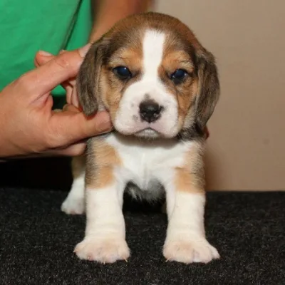 Imported Lineage Beagle in Hetauda