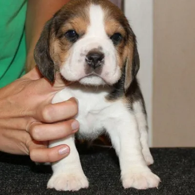Friendly Beagle Puppy — Home Delivery to Biratnagar