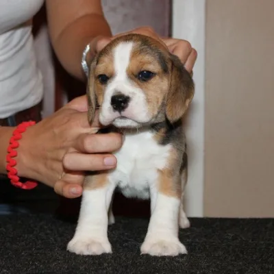 Beagle Puppy with First Shots Done — Dharan