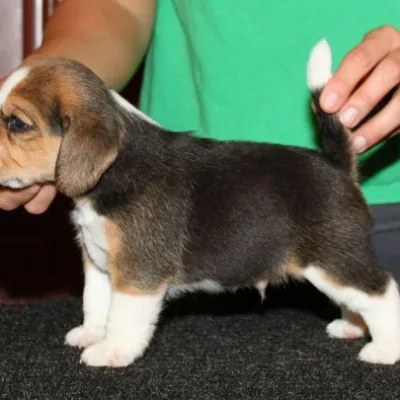 Cuddly Beagle Pup for Sale in Itahari