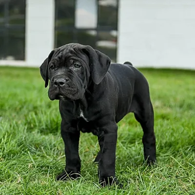 Best Cane Corso Puppy Breeder in Pokhara