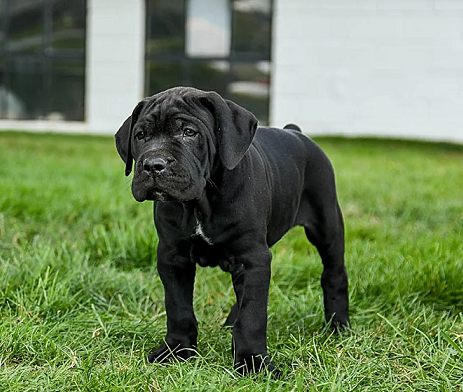 Best Cane Corso Puppy Breeder in Pokhara