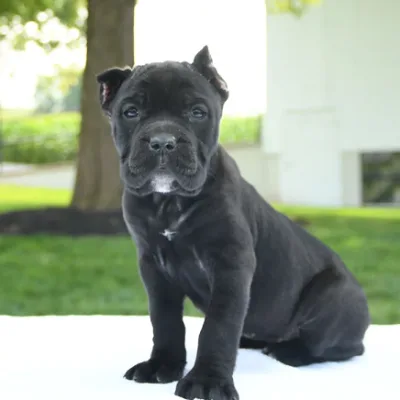 Black Cane Corso Puppy for Sale in Nepalgunj