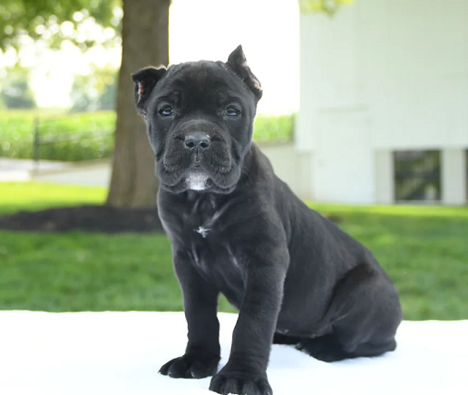 Black Cane Corso Puppy for Sale in Nepalgunj