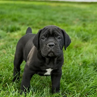 Massive Cane Corso Pup Ready to Go Home in Bhaktapur