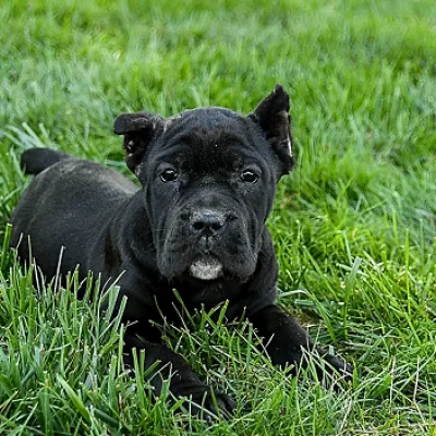 Top Quality Cane Corso Puppy for Sale in Bharatpur