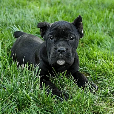 Massive Cane Corso Pup Ready to Go Home in Hetauda