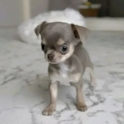 Best Chihuahua Puppy Breeder in Pokhara