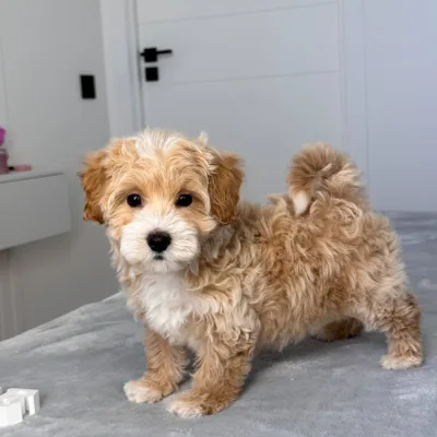 Cockapoo Puppy for Sale in Bhaktapur