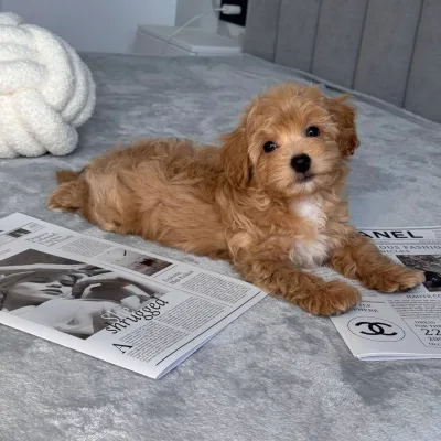Cockapoo Puppy for Sale in Lalitpur