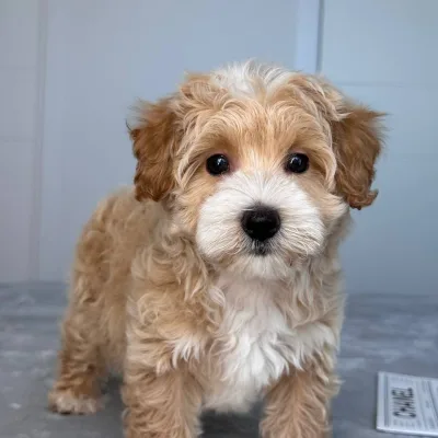 Cockapoo Puppy for Sale in Hetauda
