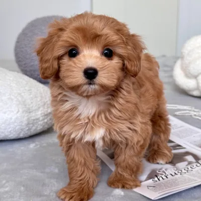 Cockapoo Puppy for Sale in Dhangadhi