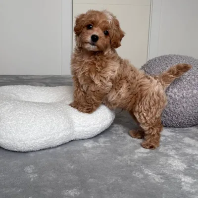 Cockapoo Puppy for Sale in Biratnagar