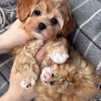 Cockapoo Puppy for Sale in Itahari