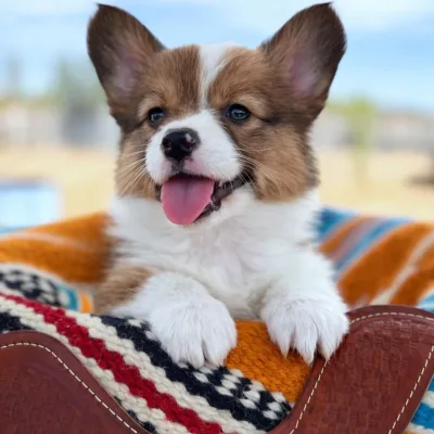Best Corgi Puppy Breeder in Pokhara
