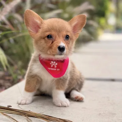 Corgi Puppy with First Shots Done — Biratnagar