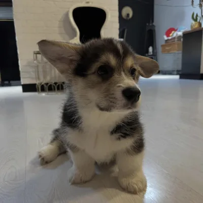Big-Eared Corgi Puppy in Itahari