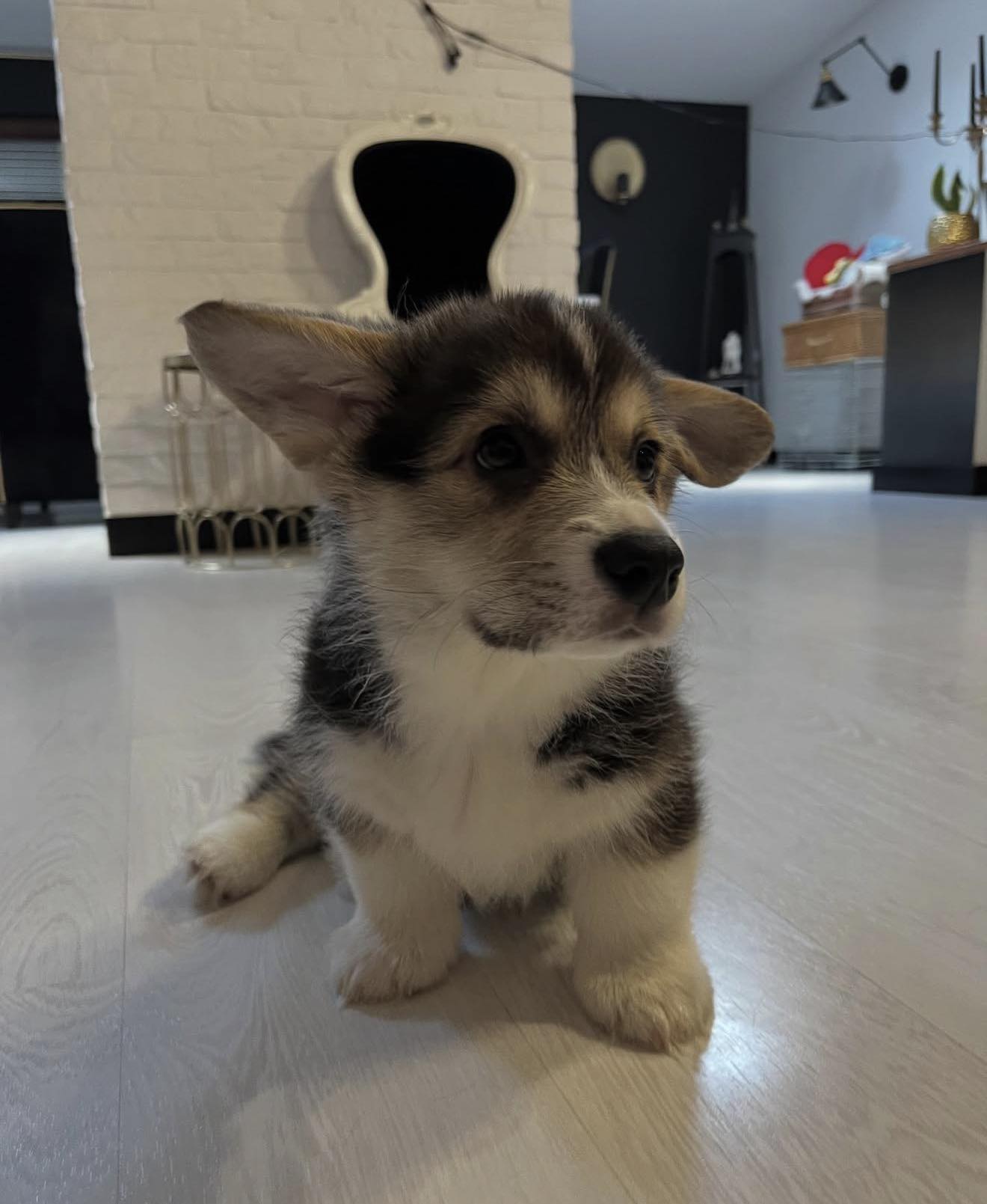 Big-Eared Corgi Puppy in Itahari