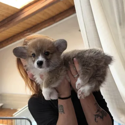 Top Quality Corgi Puppy for Sale in Bharatpur