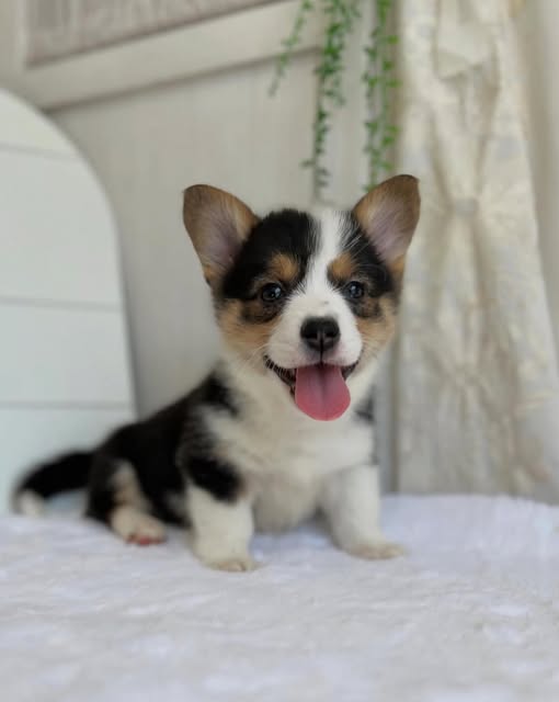 Red & White Corgi Pup in Butwal