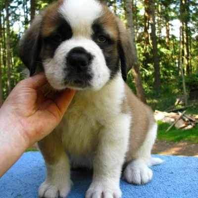 KCI Saint Bernard Pup Available in Dhangadhi