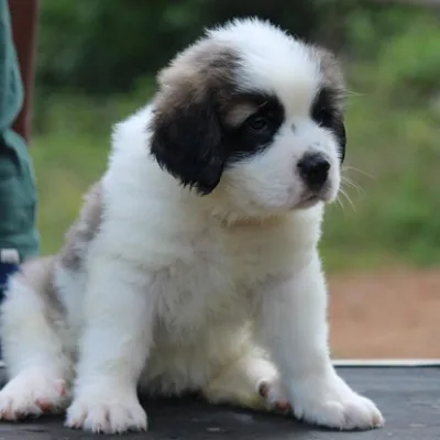 Best Saint Bernard Puppy Breeder in Pokhara