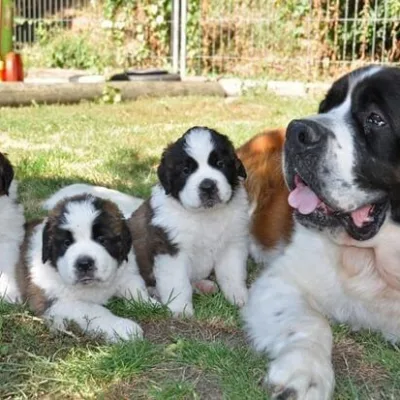 Saint Bernard Puppy with First Shots Done — Biratnagar