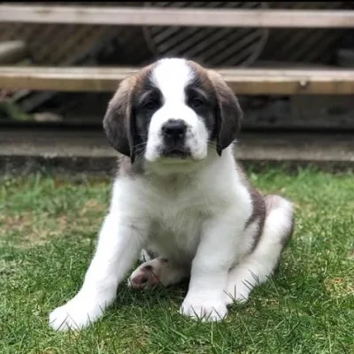 Cuddly Saint Bernard Pup for Sale in Dharan