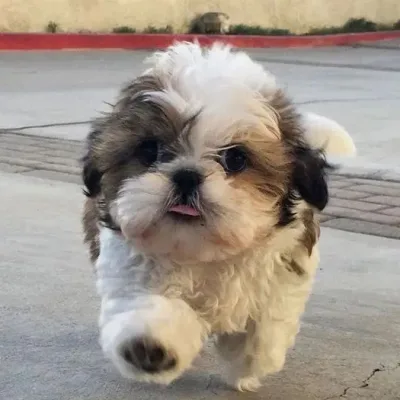 Shih Tzu Puppy for Sale in Butwal