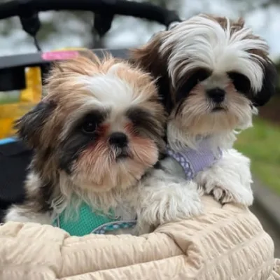 Shih Tzu Puppy for Sale in Nepalgunj