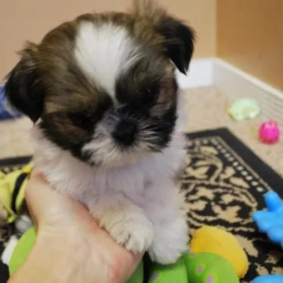 Shih Tzu Puppy for Sale in Bhaktapur