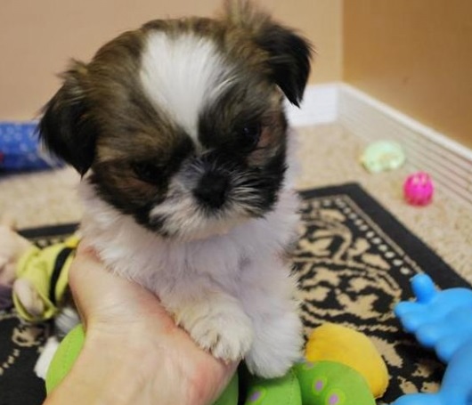 Shih Tzu Puppy for Sale in Bhaktapur