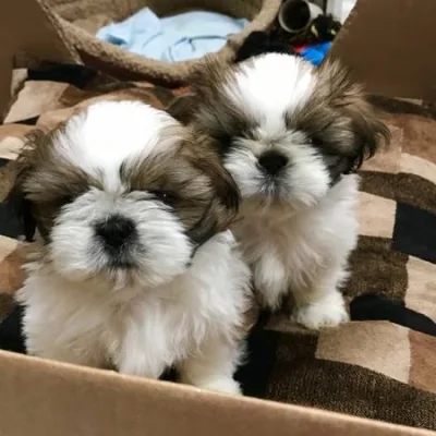 Shih Tzu Puppy for Sale in Kathmandu