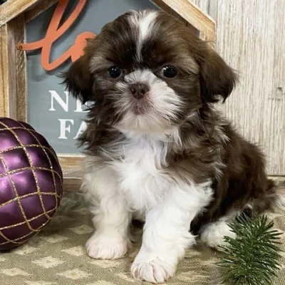 Shih Tzu Puppy for Sale in Lalitpur