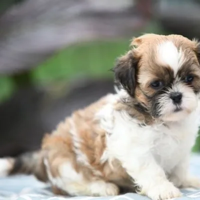 Shih Tzu Puppy for Sale in Bharatpur