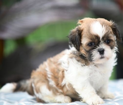 Shih Tzu Puppy for Sale in Bharatpur