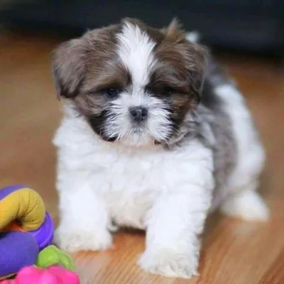 Shih Tzu Puppy for Sale in Hetauda