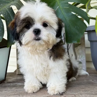Shih Tzu Puppy for Sale in Dhangadhi