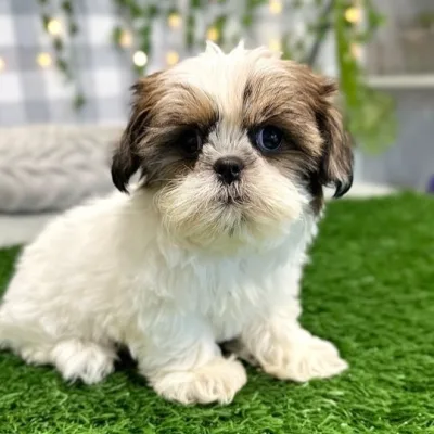 Shih Tzu Puppy for Sale in Biratnagar