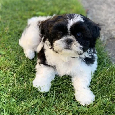 Shih Tzu Puppy for Sale in Dharan