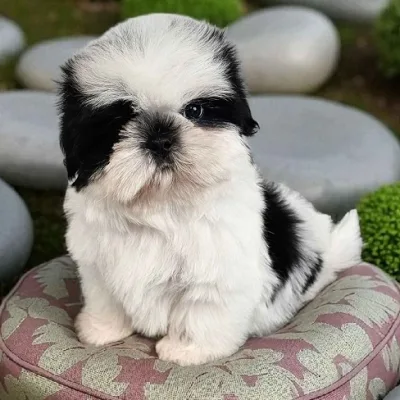 Shih Tzu Puppy for Sale in Itahari