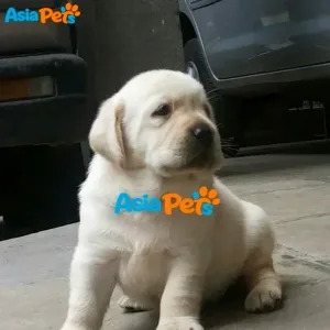 Adorable Labrador Puppy