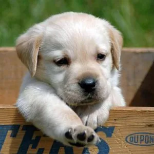 Playful Labrador Champion Line