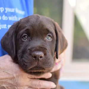 Labrador Female Puppy Champion Line